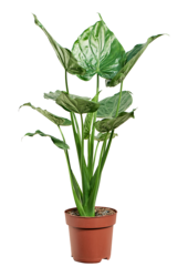 Alocasia Cucullata