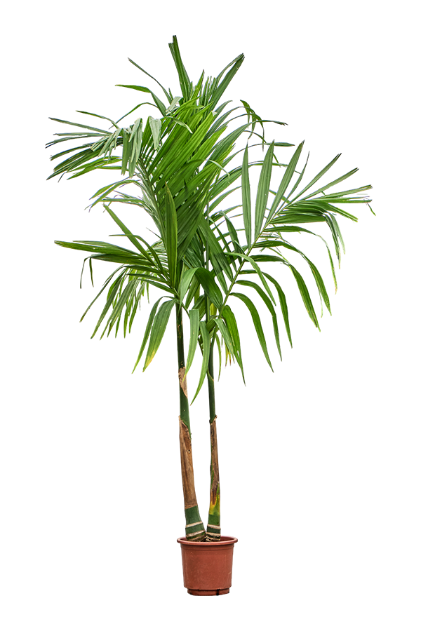 Areca Catechu