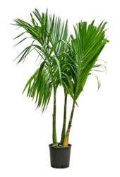 Areca Catechu
