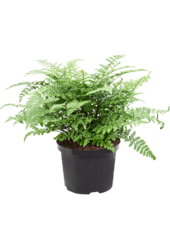 Asplenium dimorphum Parvati