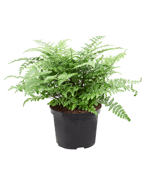 Asplenium