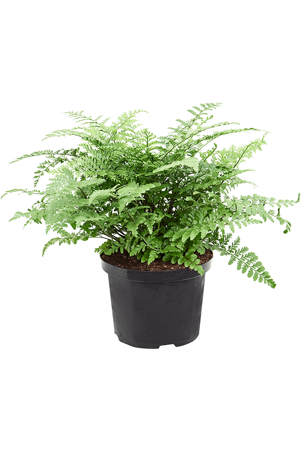 Asplenium dimorphum Parvati