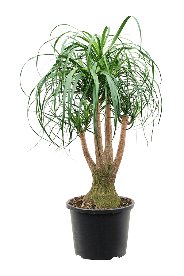 Beaucarnea recurvata