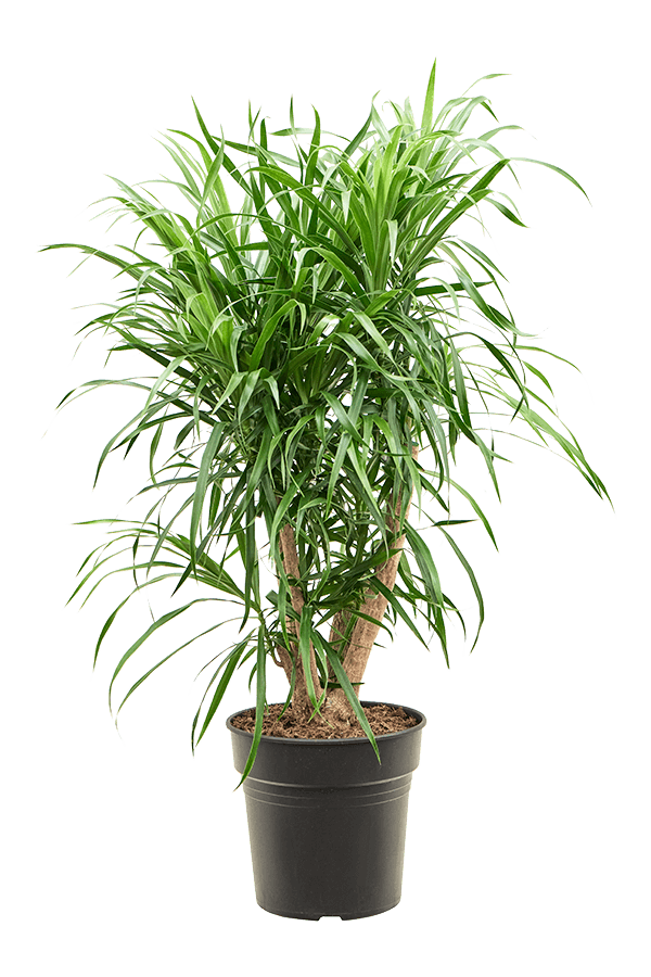Pleomele (Dracaena) Anita Variegata