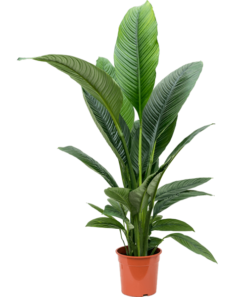 Spathiphyllum