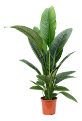 Spathiphyllum Sensation