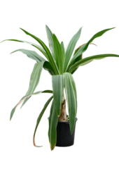Asiatische Crinum