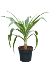 Asiatische Crinum
