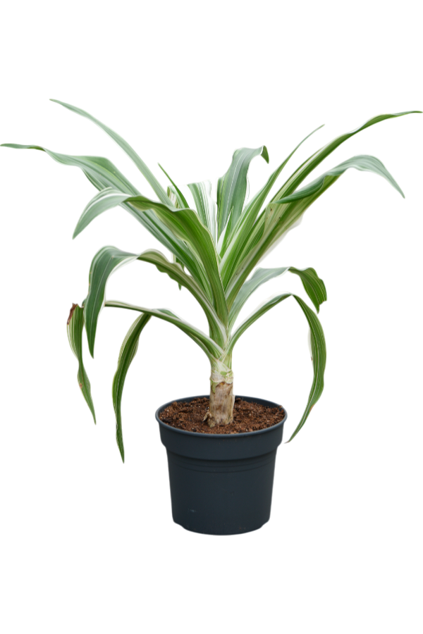Asiatische Crinum