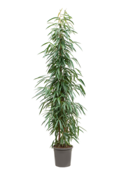 Ficus Binnendijkii Alii
