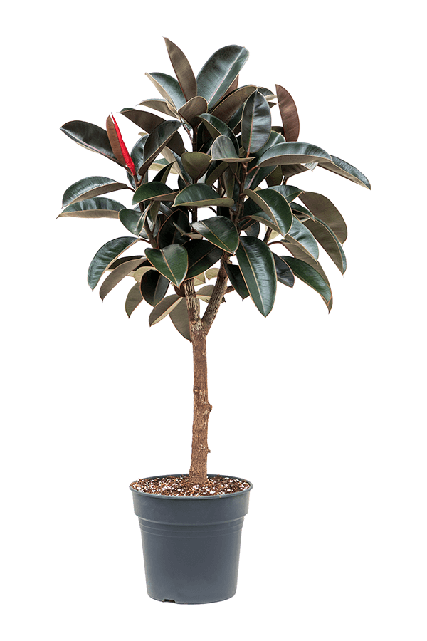 Ficus elastica Abidjan