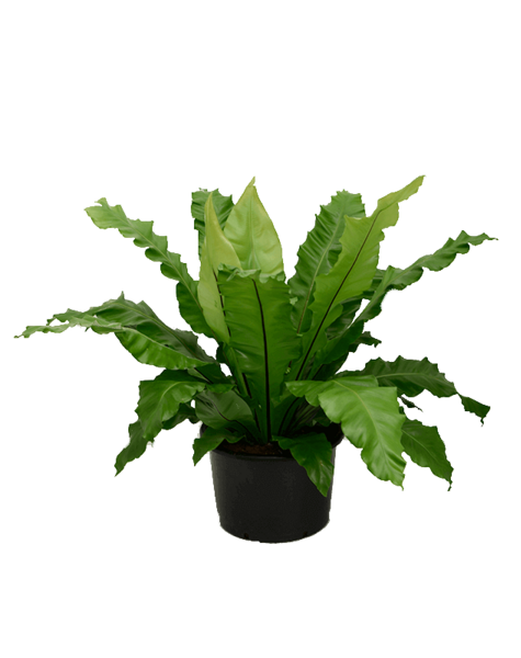 Asplenium
