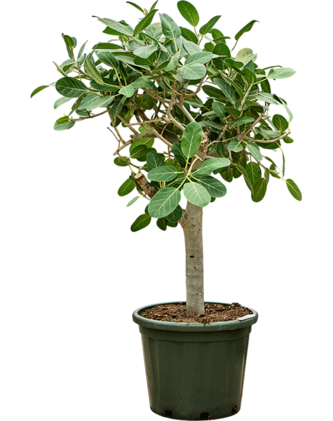 Ficus