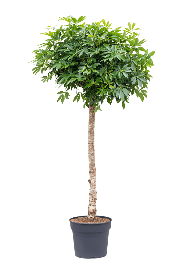 Schefflera arboricola compacta