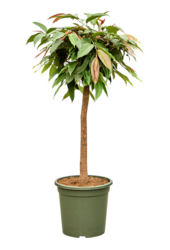Ficus Binnendijkii Amstel King