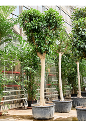 Ficus Rubiginosa Australis