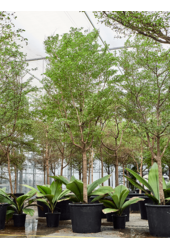 Bucida Buceras Shady Lady (500-600)