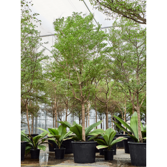 Bucida Buceras Shady Lady (500-600) | Schnelle Lieferung | Fleurdirect -  www.fleurdirect.com