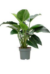 Philodendron Green Beauty