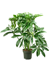 Philodendron Fun Bun