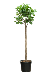 Ficus Lyrata