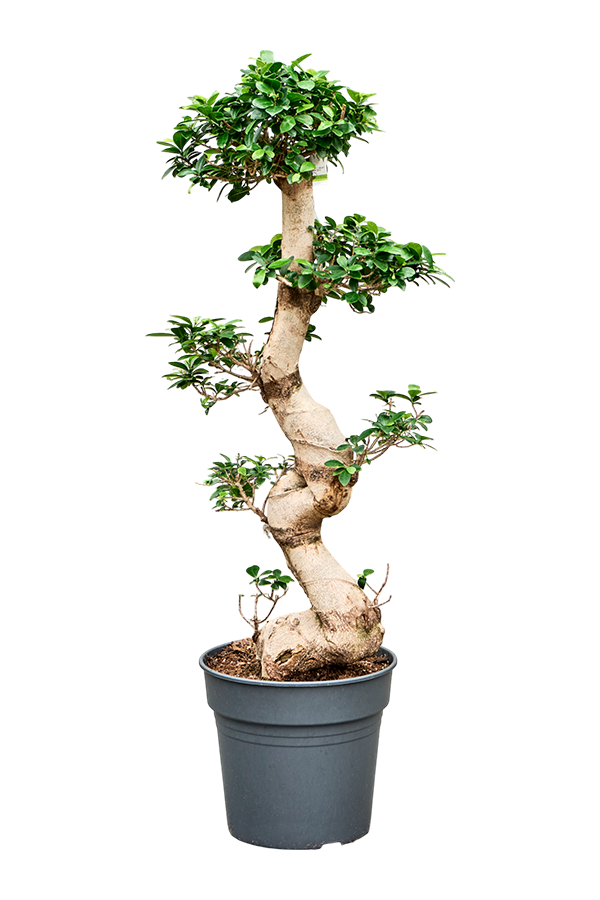Ficus Microcarpa Compacta