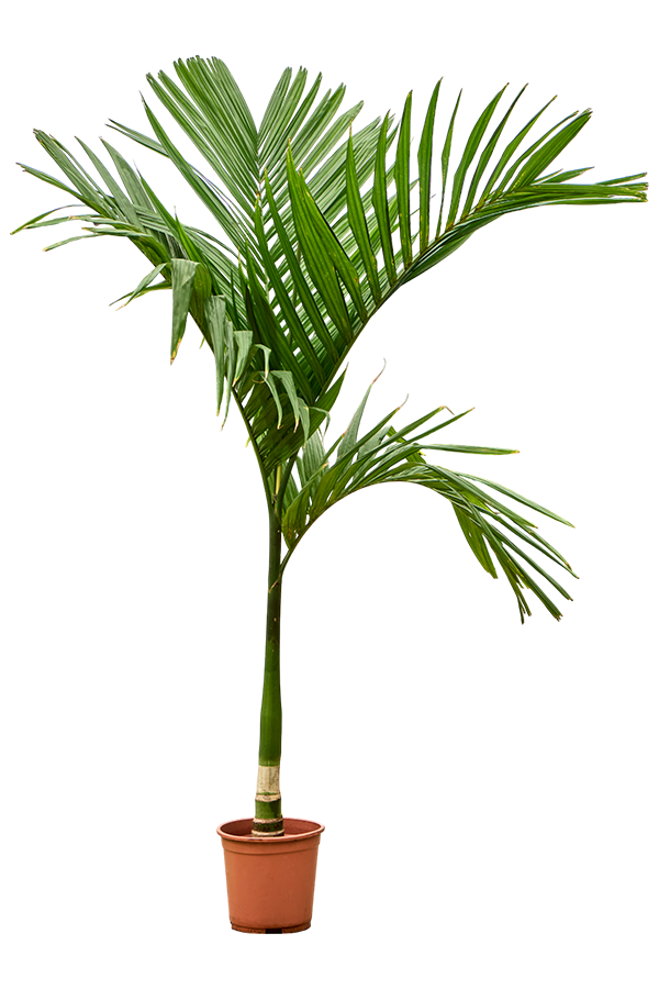 Areca Catechu