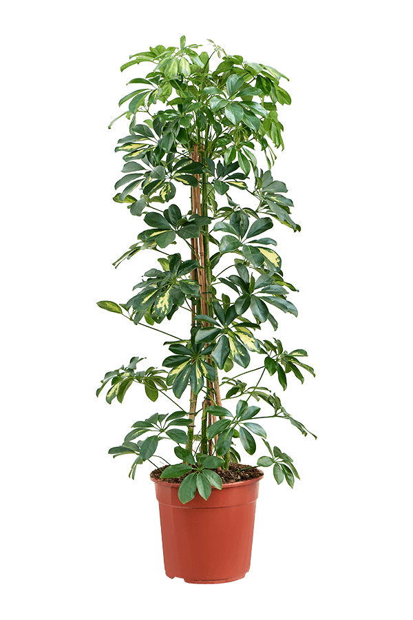 Schefflera Arboricola Gold Capella