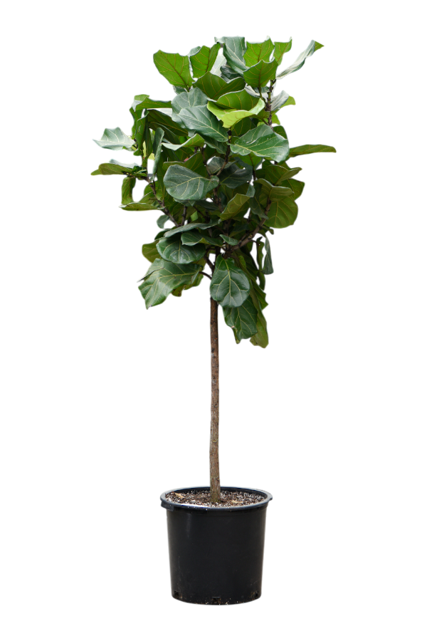 Ficus Lyrata (240-270)