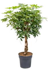Schefflera arboricola compacta