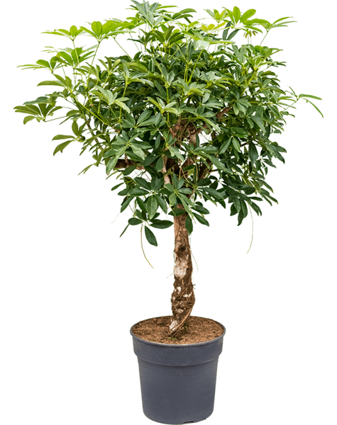 Schefflera