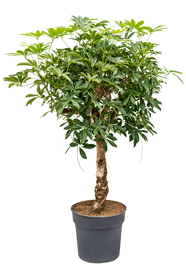 Schefflera arboricola compacta