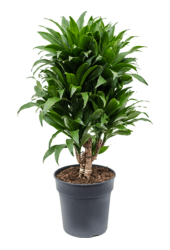 Dracaena Fragrans Compacta