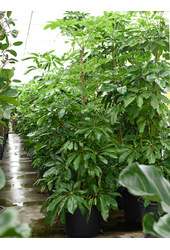 Schefflera Actinophylla Amate