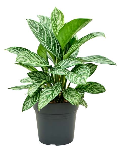 Aglaonema