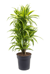 Dracaena Fragrans Lemon Lime