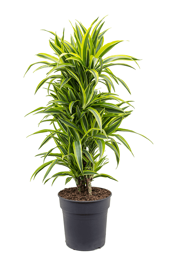 Dracaena Fragrans Lemon Lime