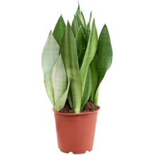 Sansevieria