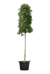 Ficus Microcarpa Nitida