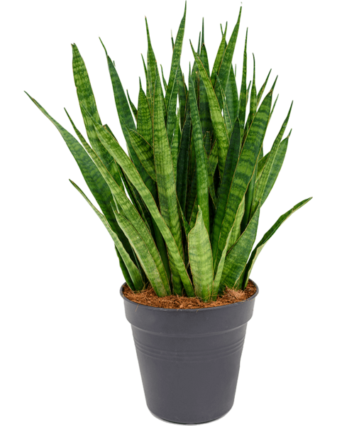 Sansevieria