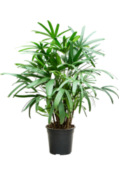 Rhapis Excelsa