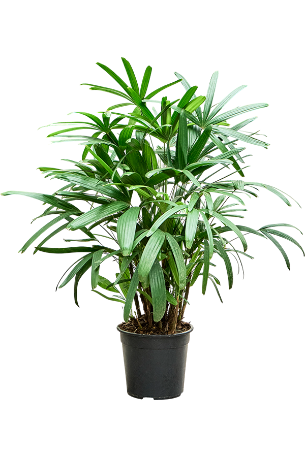 Rhapis Excelsa