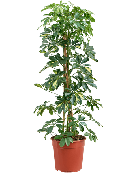 Schefflera