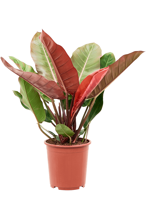 Philodendron Prince Of Orange