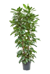 Ficus Cyathistipula