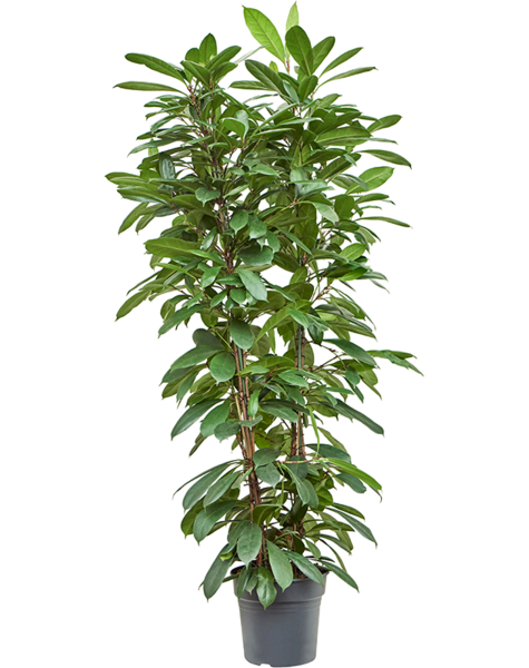 Ficus