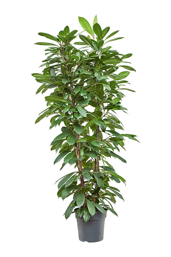 Ficus Cyathistipula