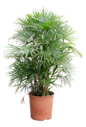 Rhapis Multifida