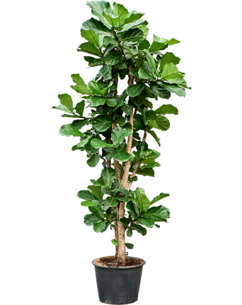 Ficus