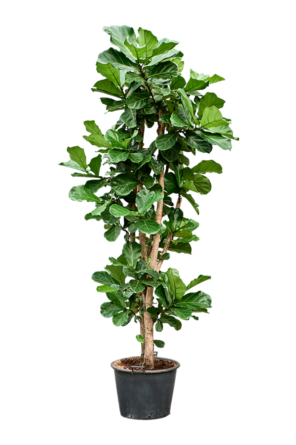 Ficus Lyrata (250/300)